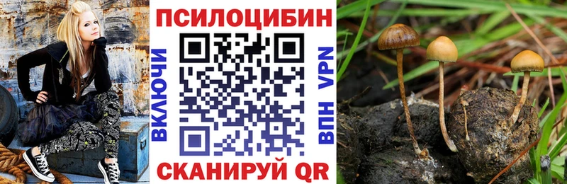наркотики  Ростов  Псилоцибиновые грибы мицелий 